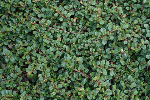 Cotoneaster dammeri ‘Frieders Evergreen”
