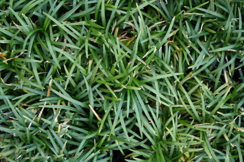 Ophiopogon japonicus 'Minor'         
