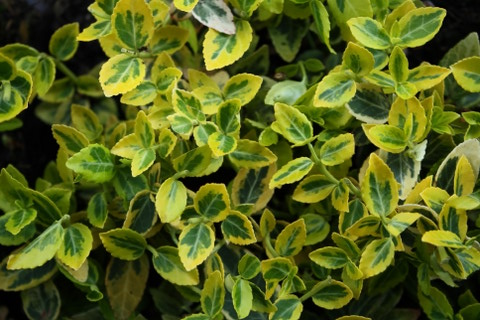 Kriechspindel, gelb Euonymus fortunei ‘Emerald’n Gold’ 