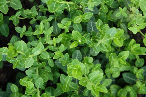 Kriechspindel, grün Euonymus fortunei ‘Sürth’ 