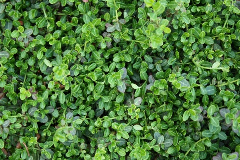 Kriechspindel, grün Euonymus fortunei ‘Minimus’ 