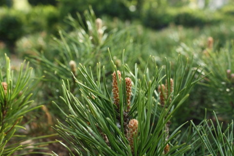  Zwerg- Kiefer Pinus mugo ‘Pumilio’ 